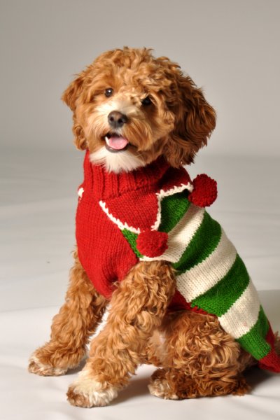 Christmas Elf Dog Sweater by Chilly Dog