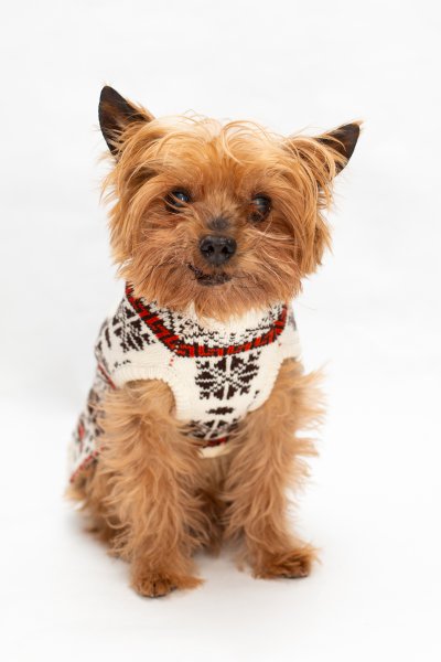 Cozy Fair Isle Sweater by Dogo
