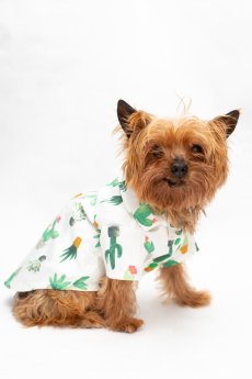 Cactus Shirt by Dogo Pet